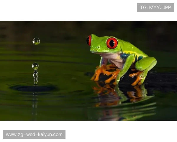 200蛙与100蛙节奏差异图解,100蛙决赛 200蛙与100蛙节奏差异图解,100蛙决赛